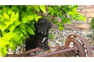 Gordan - puppy for sale
