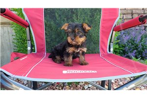 Chadwick - Yorkshire Terrier - Yorkie for sale