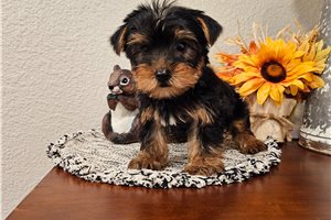 Pixel - Yorkshire Terrier - Yorkie for sale