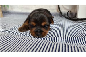 Chet - Yorkshire Terrier - Yorkie for sale