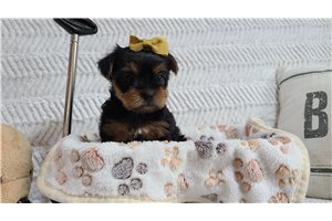 Carmela - Yorkshire Terrier - Yorkie for sale