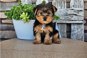 Frankie - puppy for sale