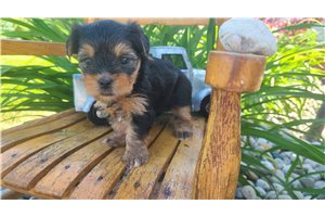 Wednesday - Yorkshire Terrier - Yorkie for sale