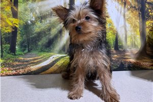 Foster - Yorkshire Terrier - Yorkie for sale