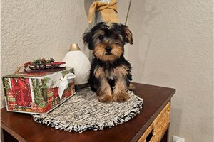 Prim - puppy for sale