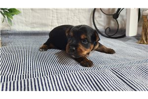 Chadwick - Yorkshire Terrier - Yorkie for sale