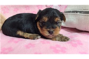 Wednesday - puppy for sale