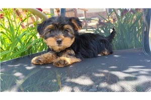 Willa - Yorkshire Terrier - Yorkie for sale