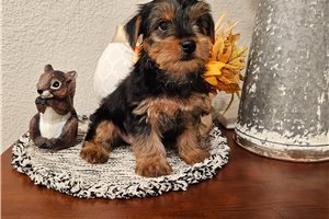 Portia - Yorkshire Terrier - Yorkie for sale