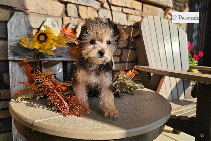 Penelope, female Yorkiepoo puppy for sale