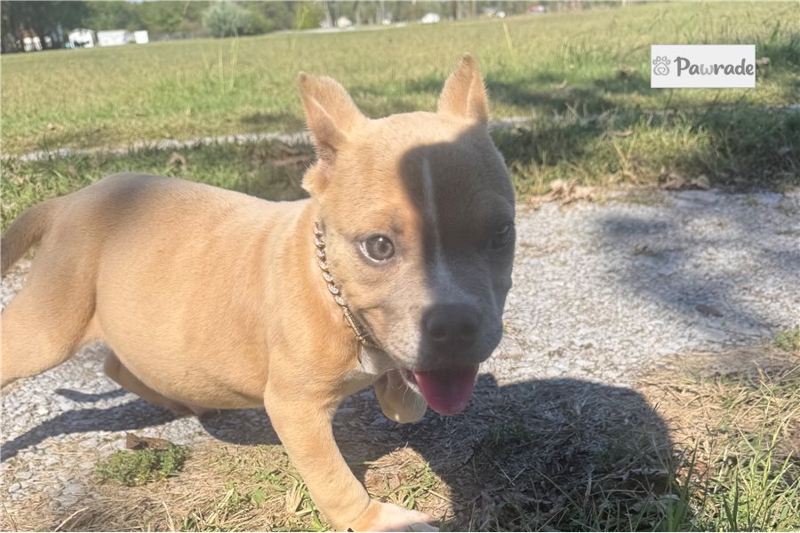 Rusty - American Bully for sale