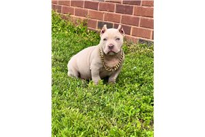Harrison - American Bully for sale