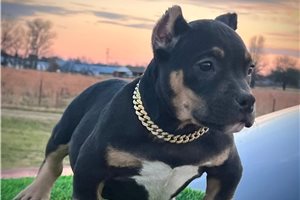 Hector - American Bully for sale