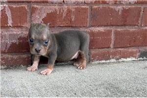 Ralph - American Bully for sale