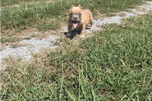 Raylee - American Bully for sale