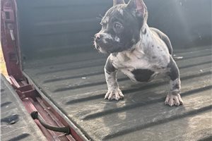 Pilot - American Bully for sale
