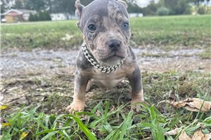 Elijah - puppy for sale