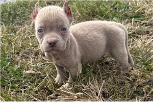 Poppet - puppy for sale