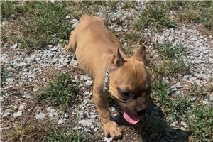 Rango - American Bully for sale