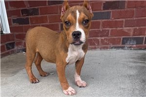 Trinity - American Bully for sale