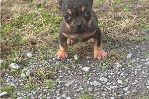 Ruger - American Bully for sale