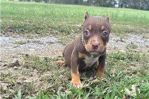 Emmy - puppy for sale