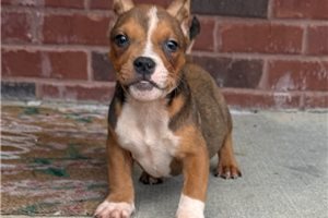 Trinity - American Bully for sale