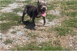 Rover - American Bully for sale