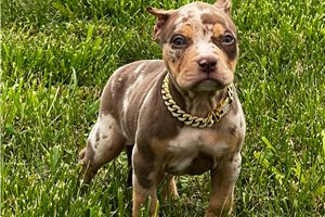 Gianna - American Bully for sale