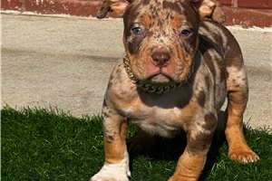 Gabriel - puppy for sale