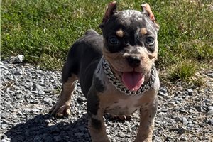 Elena - puppy for sale