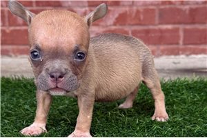 Raylee - American Bully for sale