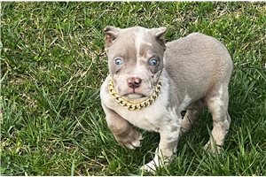 Grayson - American Bully for sale