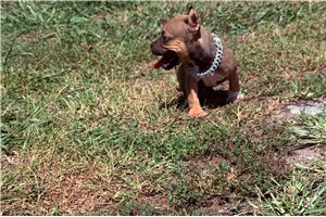 Rango - American Bully for sale