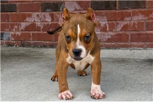 Trent - American Bully for sale