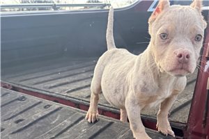 Easton - American Bully for sale