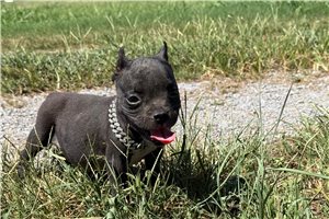 Roscoe - American Bully for sale