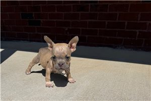 Raylee - American Bully for sale