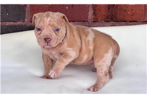 Mercedes - American Bully for sale