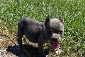 Rover - American Bully for sale