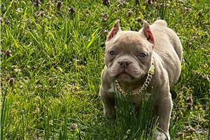 Bleven - American Bully for sale