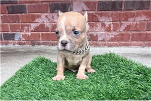 Rusty - American Bully for sale