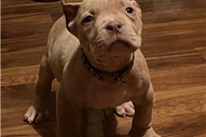 Scooby - American Bully for sale