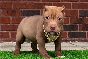 Giovanni - American Bully for sale