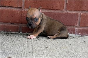 Rango - American Bully for sale