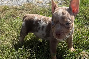 Ethan - puppy for sale