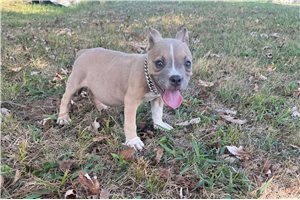 Rusty - American Bully for sale