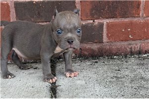 Rover - American Bully for sale