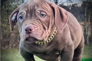 Coco - American Bully for sale