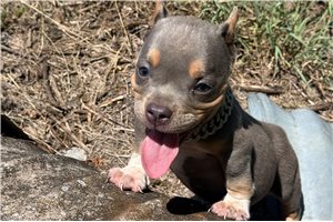 Ralph - American Bully for sale